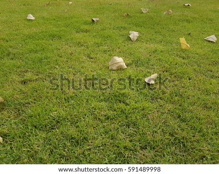 Green grass field texture as background with empty space