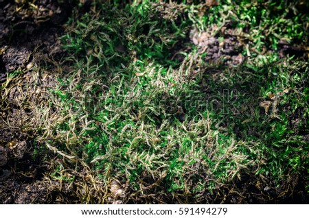 Forest Moss. Close-Up. Macro. Texture, Background Series.