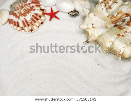 sea shells on white sand summer beach and holiday background with copy space 