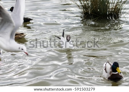 Black headed-gull swimming on a lake as a seagull flies past