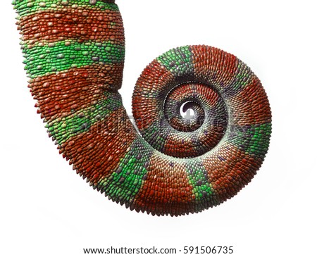 Chameleon Tail in Spiral, Furcifer pardalis on White Background