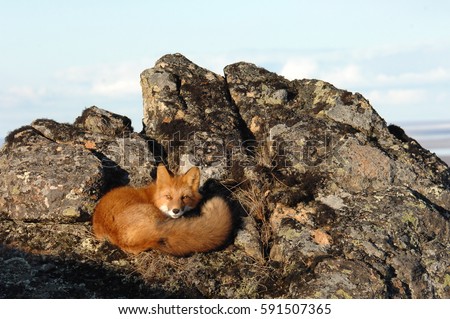 Russian fox was glad the first snow and the bright, northern sun. She was not afraid of me, and curiously examined. We became friends. Photo taken at St. Michael's Mount. Chukotka. Russian Far East. Royalty-Free Stock Photo #591507365