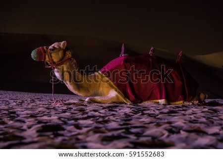 Evening photo of a Camel at a bedouin camp in the Dubai desert