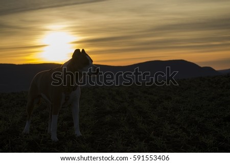cute terrier in the sunset