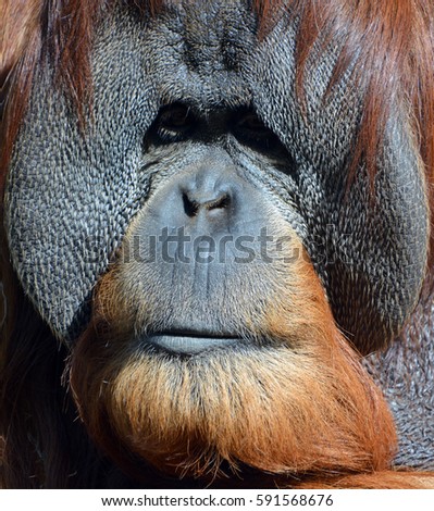 The orangutans, orang-utan, orangutang, or orang-utang) are the two exclusively Asian species of extant great apes. Native to Indonesia and Malaysia in the rainforests of Borneo and Sumatra.