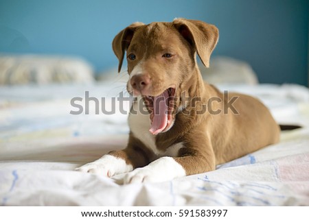 brown dog yawning on the bed Royalty-Free Stock Photo #591583997