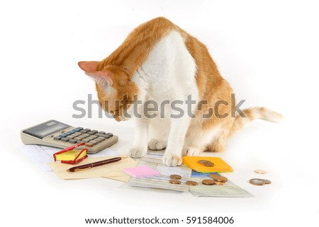 cat calculating the bills