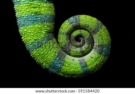 Chameleon spiral tail on black background, Furcifer pardalis Ambilobe - Panther chameleon