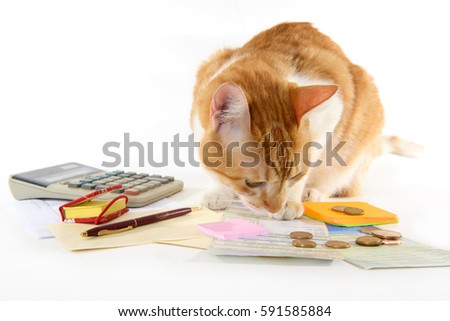 cat with bills to pay