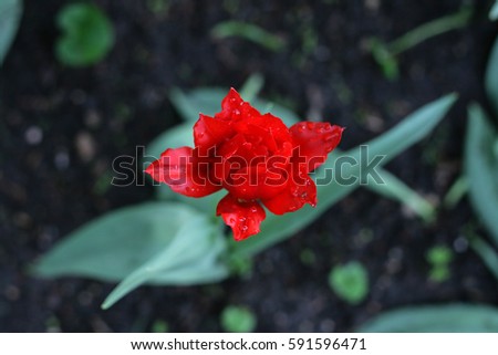 Flower tulips background. Beautiful view of red tulip in the garden.
