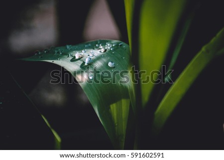 Green leaf of a tulip with raindrops. Green leaf with raindrops. Spring.
