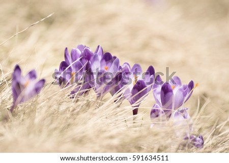 Beautiful violet crocuses flower growing in the dry yellow grass, the first sign of spring. Seasonal easter natural background.