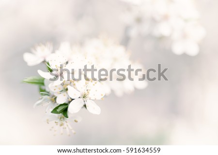 Abstract spring seasonal background with white flowers, natural easter floral image with copy space