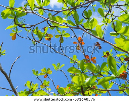 branches of green and orange foliage of sea almond tree, Indian almond, Beach almond or Terminalia catappa Royalty-Free Stock Photo #591648596