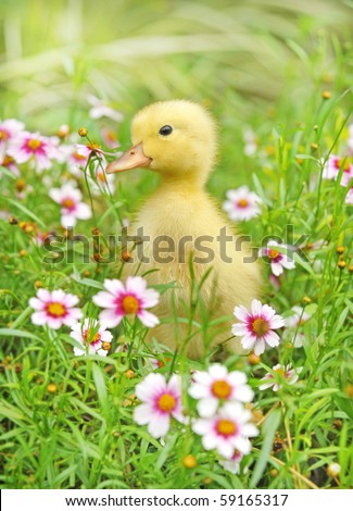 Little young  duck on in flowering shrubs Royalty-Free Stock Photo #59165317