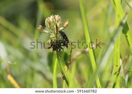 Small insect on the grass a spring day