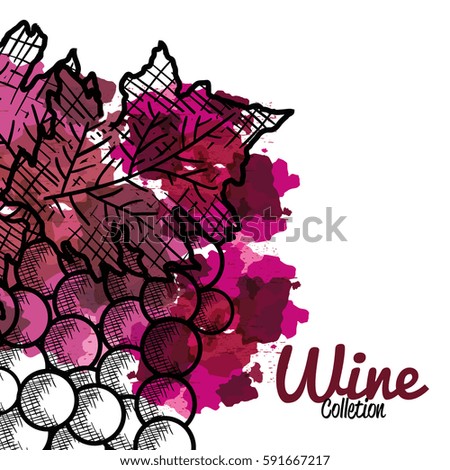 best wine grapes fruit