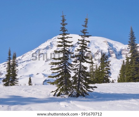 Beautiful winter day at Mount Rainier National Park. This picture of the amazing mountain was taken on a snowshoe trail at the park in Washington state in February 2016.