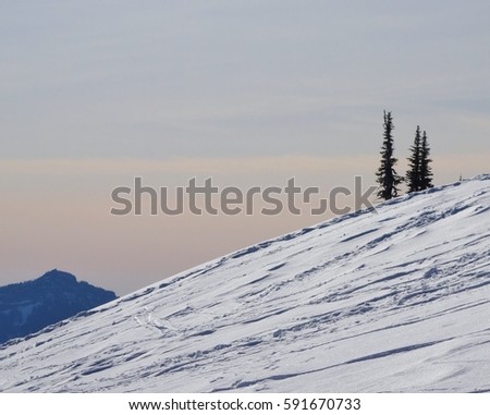 Two trees on a snow covered slope of Mount Rainier in Washington state on a clear winter day. This picture was taken along a snowshoe trail at the national park in February of 2016.