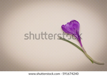 purple crocus toned picture with vignette on background with polka dots shallow depth of field and copy space