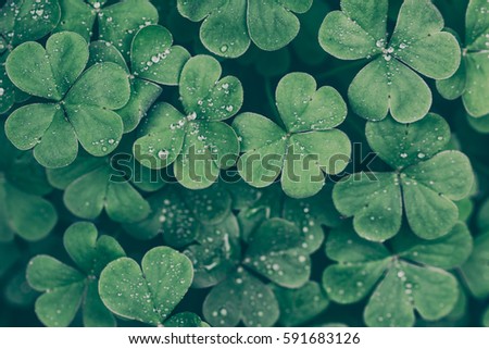 Closeup of Clovers with Ice drops in the Cool Morning Day in Vintage style