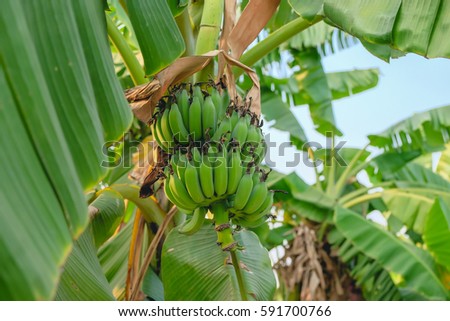 green banana at the plantain 