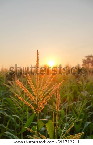 A front selective focus picture of organic corn flowers in the morning sunrise.