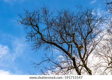 Silhouette of black branches against clear sky.