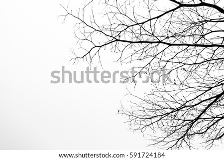 Monochrome ,Black and white picture of branch tree isolated  background.