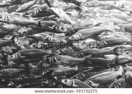 a lot of fish in the water