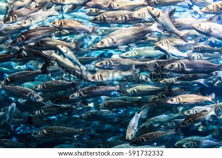 a lot of fish in the water