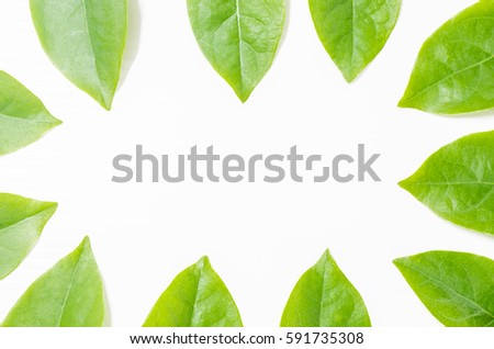 Top view of leaves isolated on white background for frame