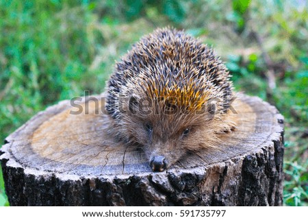 Hedgehog on the log