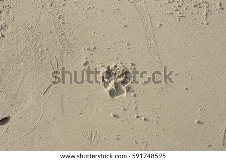 dog footprint in sand