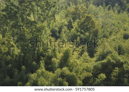 Landscape photography of bamboo forest in the Northern Thailand.