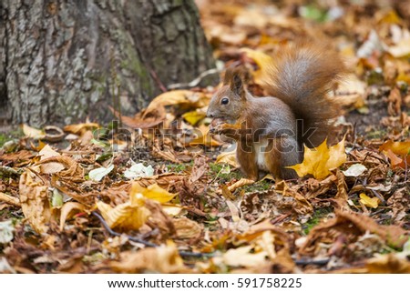 A wild squirel captured in a cold sunny autumn day