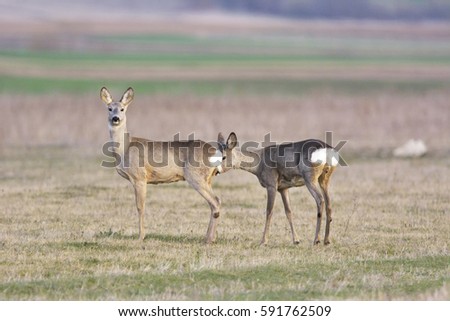 troop of roe deer