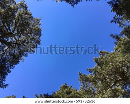 Sky among trees