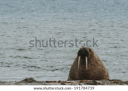 Walrus (Odobenus rosmarus) lounging on a beach in Svalbard (Spitsbergen)