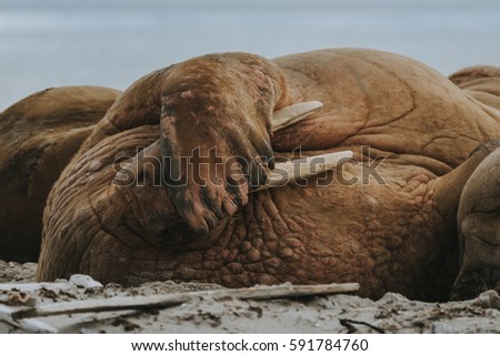 Walrus (Odobenus rosmarus) lounging on a beach in Svalbard (Spitsbergen)
