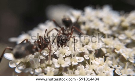 Ant macro on white flower. Slovakia