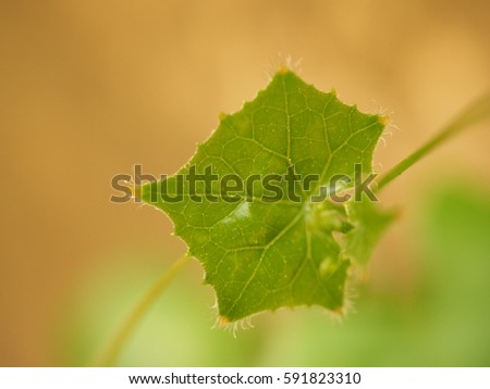 5 Edge green leaf