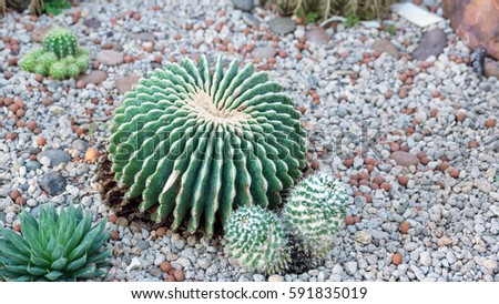 Succulent cactus in a garden.