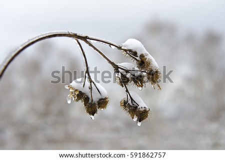 Dry burdock with large caps of snow against white and bluish background
