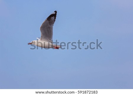 Seagull fly in the sky at Bang Pu,Thailand with Copy Space
