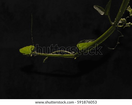 Green shoots in natural light and shadow, background, natural light. Selective focus