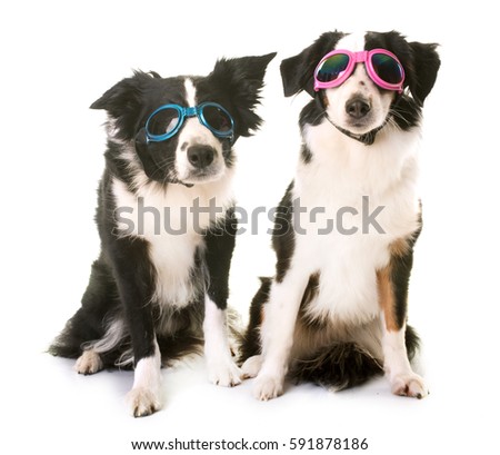 miniature american shepherd and border collie in front of white background