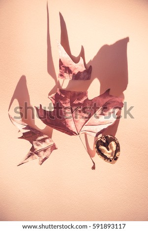 pink painted dry leaf, abstract concept theme