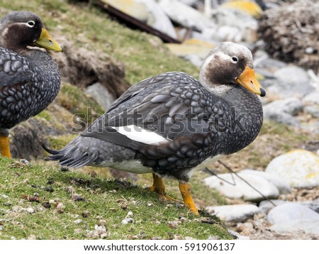 Flying Steamer Duck, Tachyeres patachonicus, on some islands is plentiful, Carcass Island, Falkland-Malvinas Royalty-Free Stock Photo #591906137