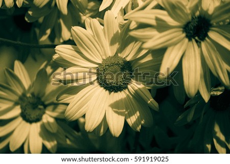 Black-and-white photo, daisies, black and white daisy with a yellow tinge.